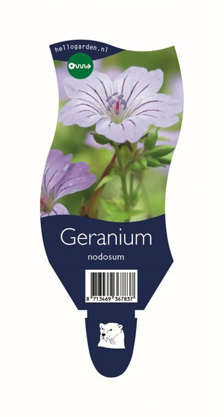 Geranium nodosum - P11